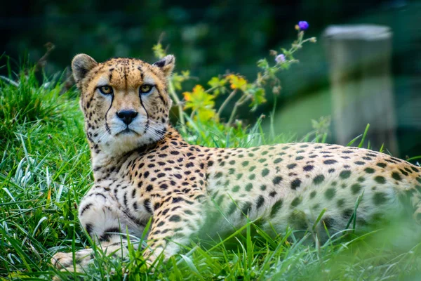 Samec Súdán gepard — Stock fotografie