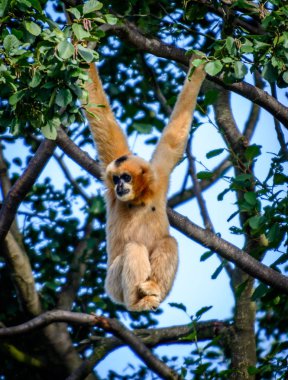 NORERN BEYAZ ÇEKİLDİ BÜYÜK