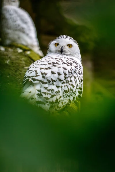 Белоснежная сова — стоковое фото