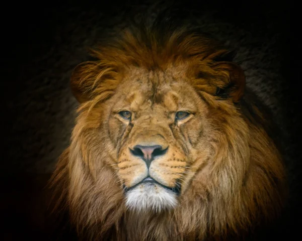 Male Barbery lion — Stock fotografie