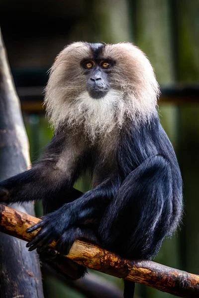Macaque à queue de lion mâle — Photo