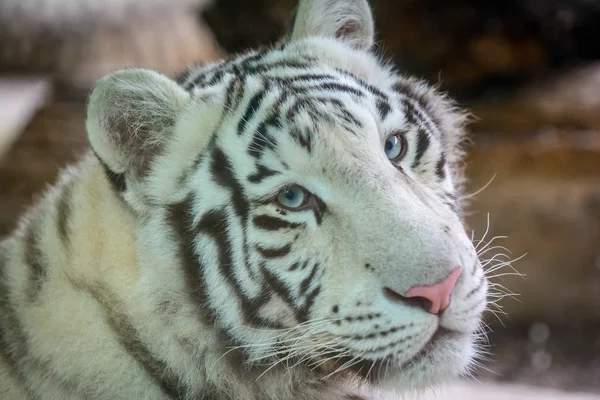 Меле-бенгальский тигр — стоковое фото
