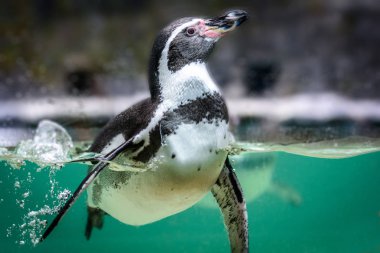 Humboldt pengueni su