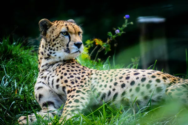 Samec Súdán gepard — Stock fotografie