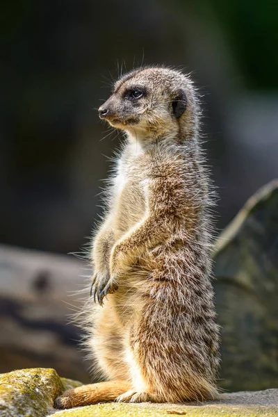 Retrato de suricata — Foto de Stock