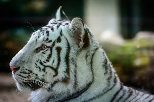 Mele Bengal tiger — Stock fotografie