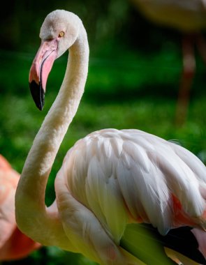 Kuş Amerikan flamingo