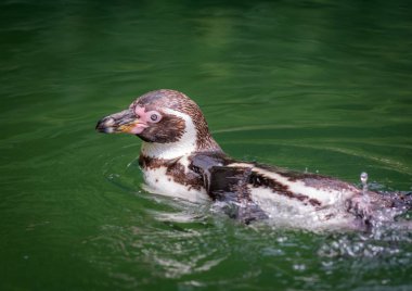 Wildflife Humboldt pengueni