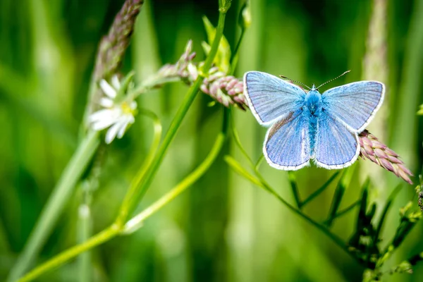 Common blue on grass — Stock Photo, Image