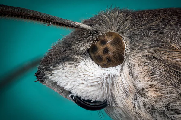 Kopf des Mottenmakros — Stockfoto