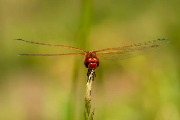 Красная стрекоза на траве — стоковое фото