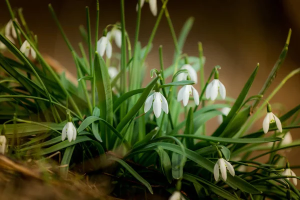 Snowdrops in forest — Stock Photo, Image