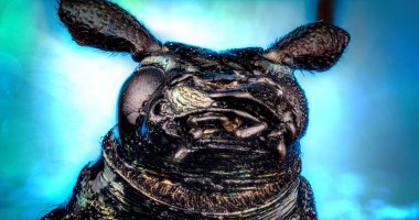 Zemin böceği başkanı