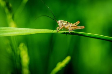 Çimenlerin üzerinde küçük Ensifera