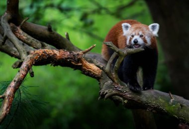 Red panda fotoğraf