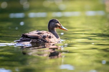 mallard veya yaban ördeği