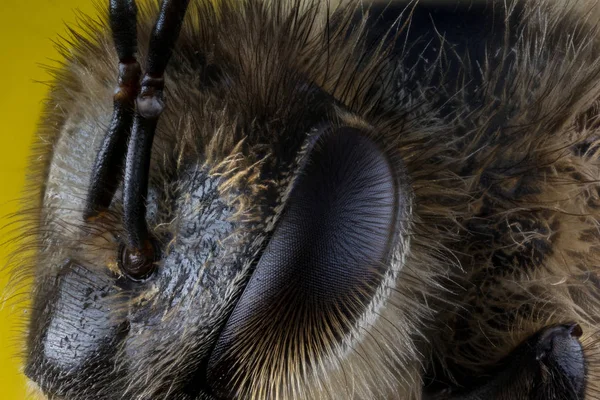 Bee extreme macro — Stock Photo, Image