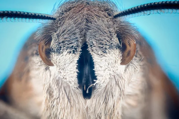 Head of moth macro