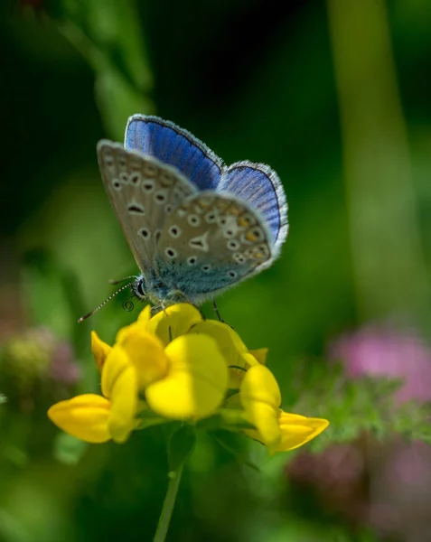 Gemeines Blau auf Blume — Stockfoto