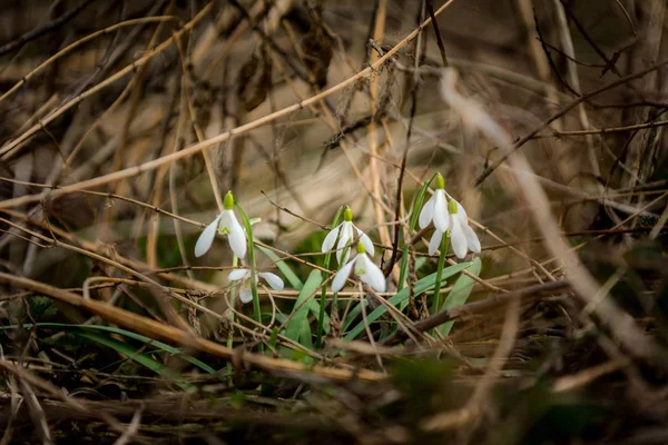 Snowdrops in forest — Stock Photo, Image