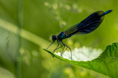  Dragonfly on grass clipart