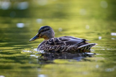 mallard veya yaban ördeği
