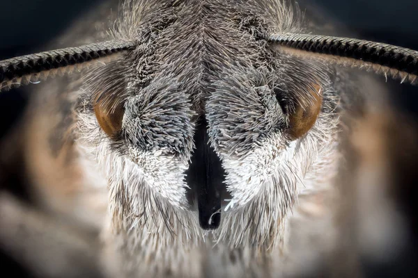 Head of moth macro