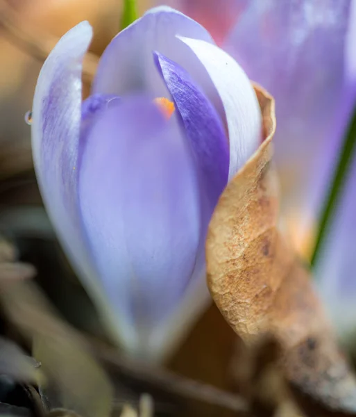 Violet crocus vernus — Stock Photo, Image