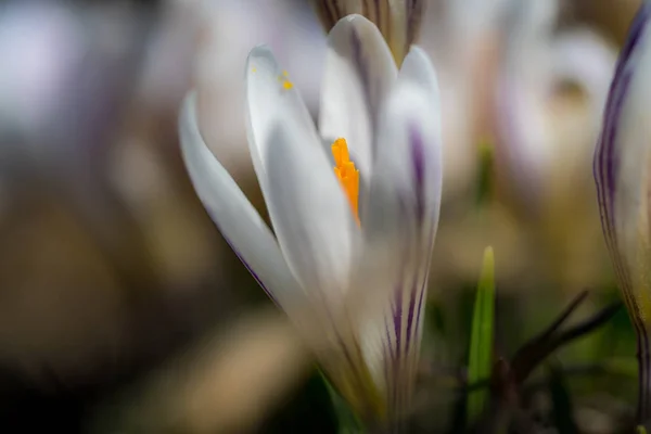 White crocus vernus — Stock Photo, Image