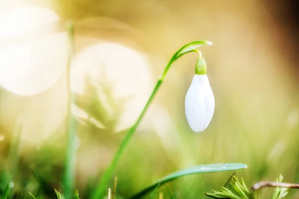 Flower snowdrop macro — Stock Photo, Image