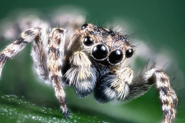 Springende spin macro — Stockfoto