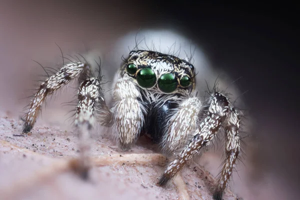 Saltar macro araña — Foto de Stock