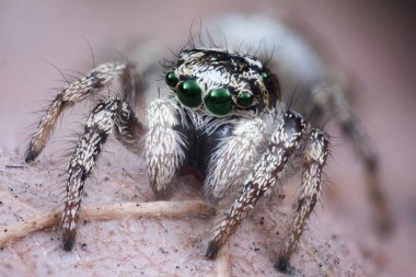 örümcek makro atlama