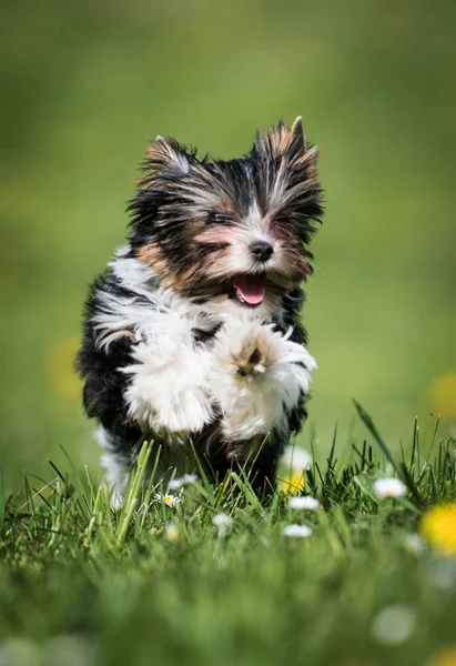 Biewer ヨークシャー テリア子犬 — ストック写真