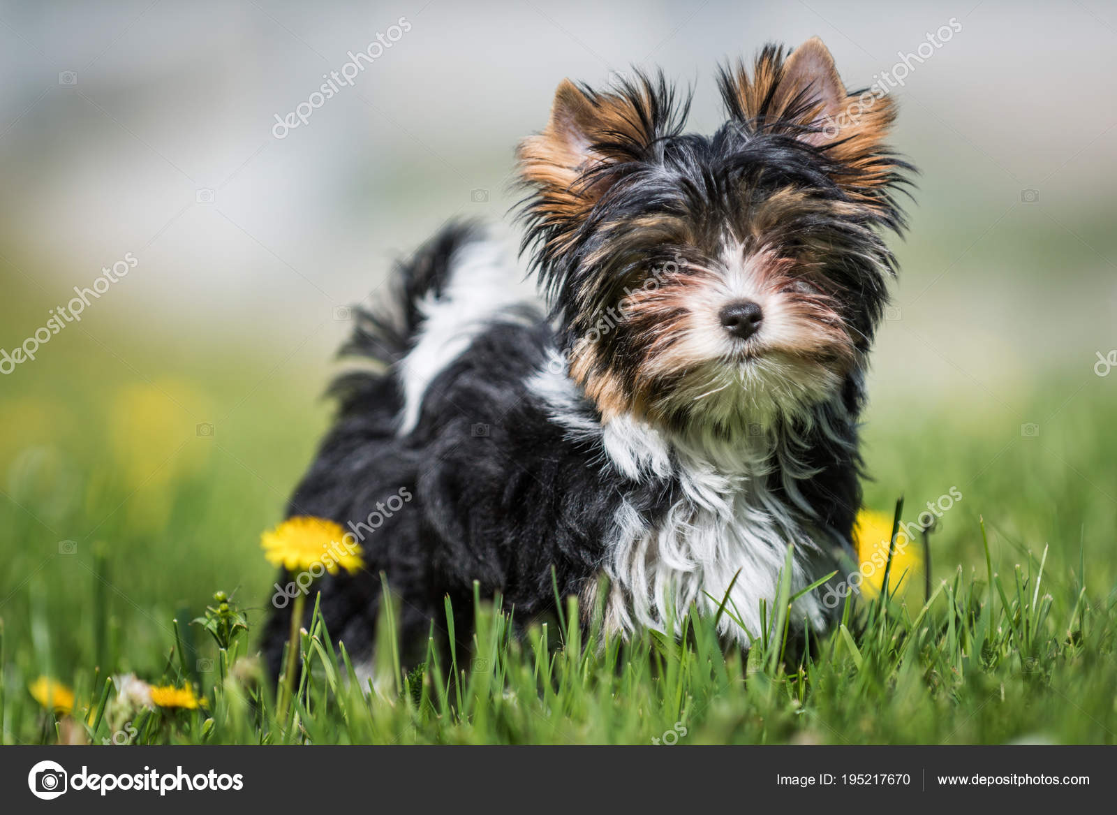 Biewer Yorkshire Terrier Puppy Stock Photo C Stockfotocz2 195217670