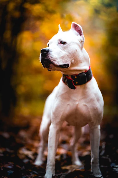 Terier amerykański pitbull — Zdjęcie stockowe