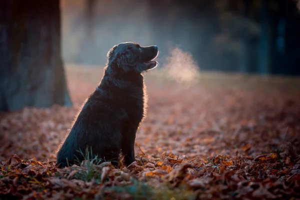 Černý labrador na podzim — Stock fotografie