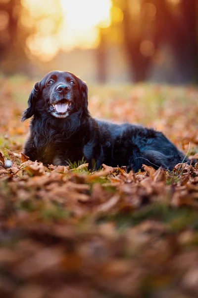 Schwarzer Labrador im Herbst — Stockfoto