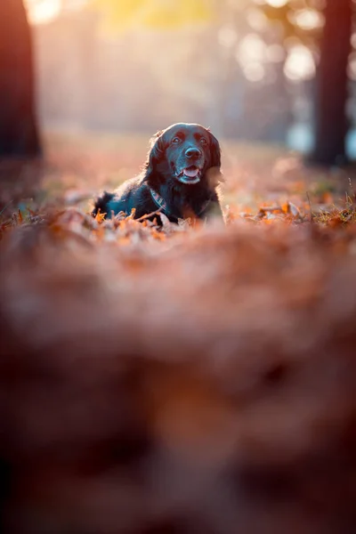 Czarny labrador jesienią — Zdjęcie stockowe