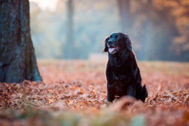 sonbaharda siyah labrador