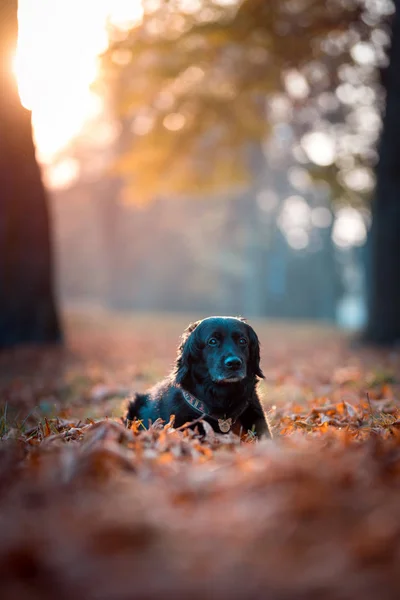 Labrador nero in autunno — Foto Stock
