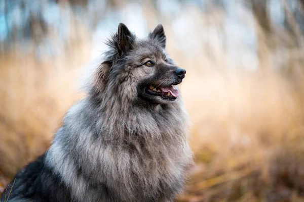 Perro gris Keeshond —  Fotos de Stock