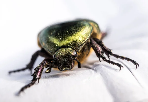 Green metallic beetle on white paper macro