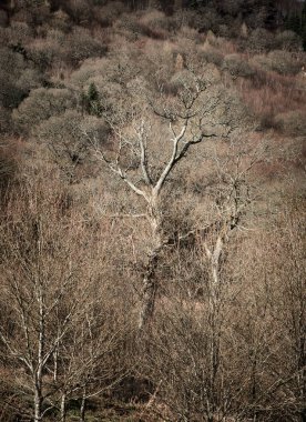 Kurutulmuş kış ağaçlar