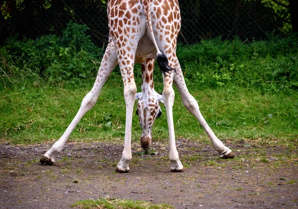 Baby Giraffe England – stockfoto