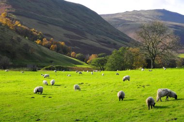 dağ çayır tepe bölgesinde İngiltere