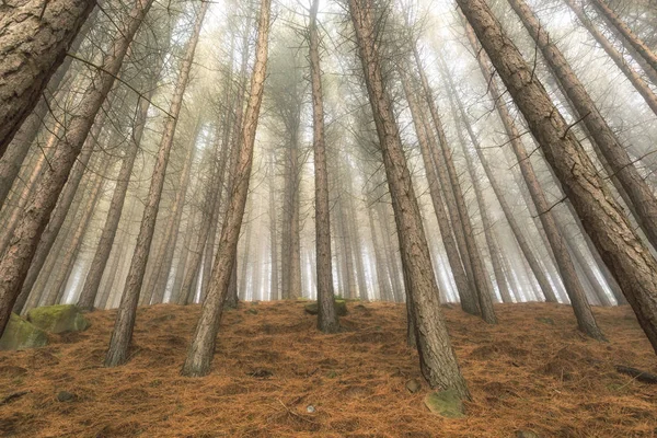 Suchych sosnowych drzew w lesie — Zdjęcie stockowe
