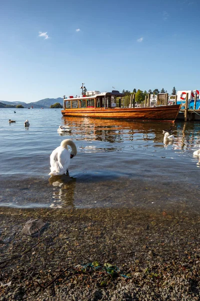 Anatre e cigno nel lago WIndermere — Foto Stock