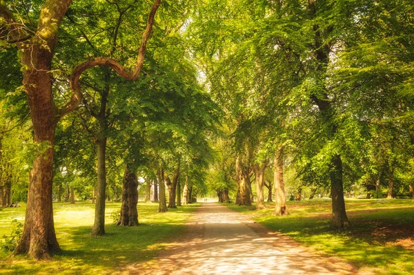 Bela floresta verde — Fotografia de Stock