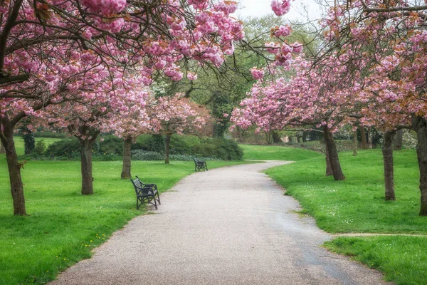 Kiraz ağaçları çiçek 